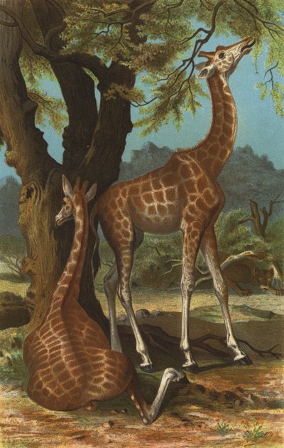 Giraffe door European School